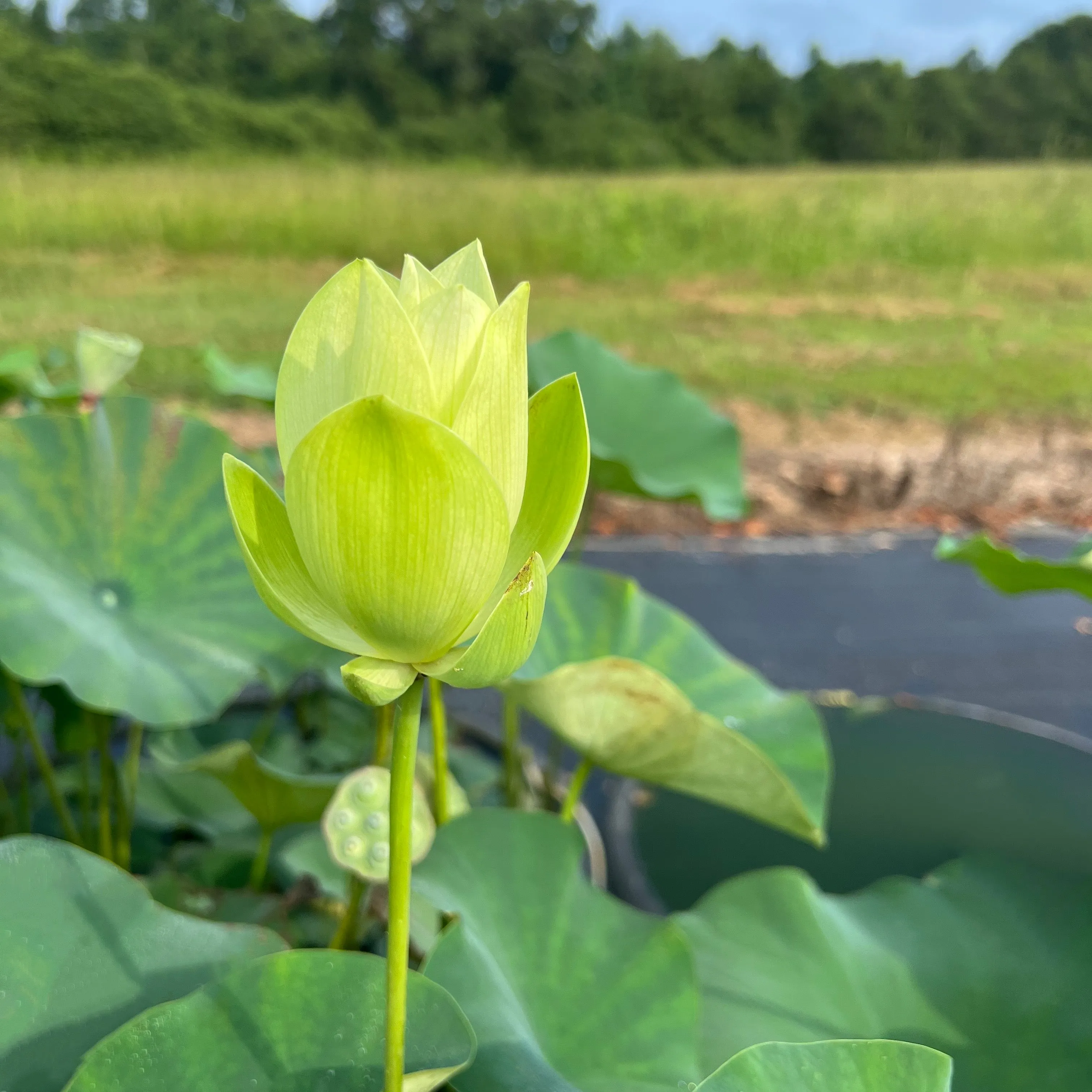 Green Love Lotus
