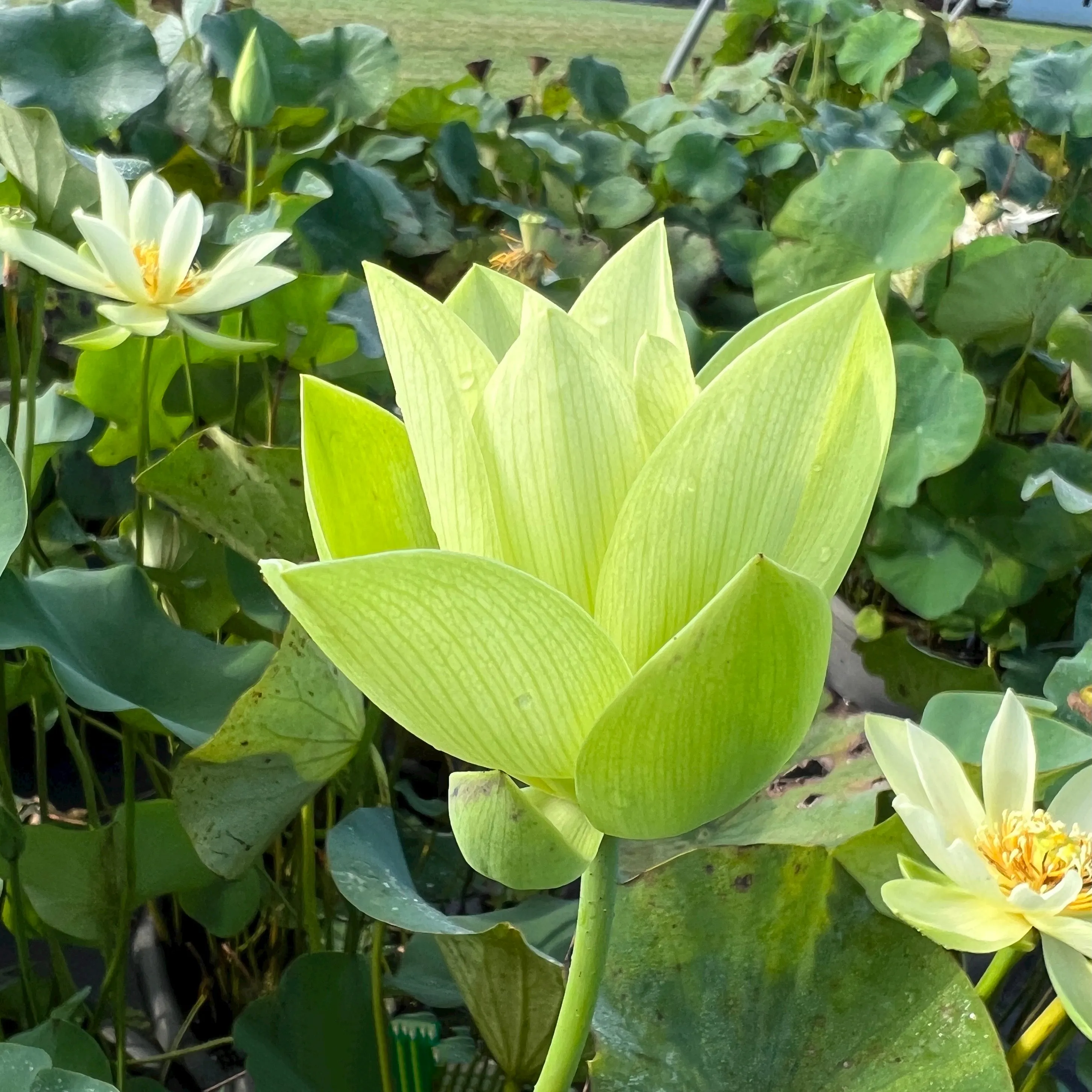 Green Love Lotus