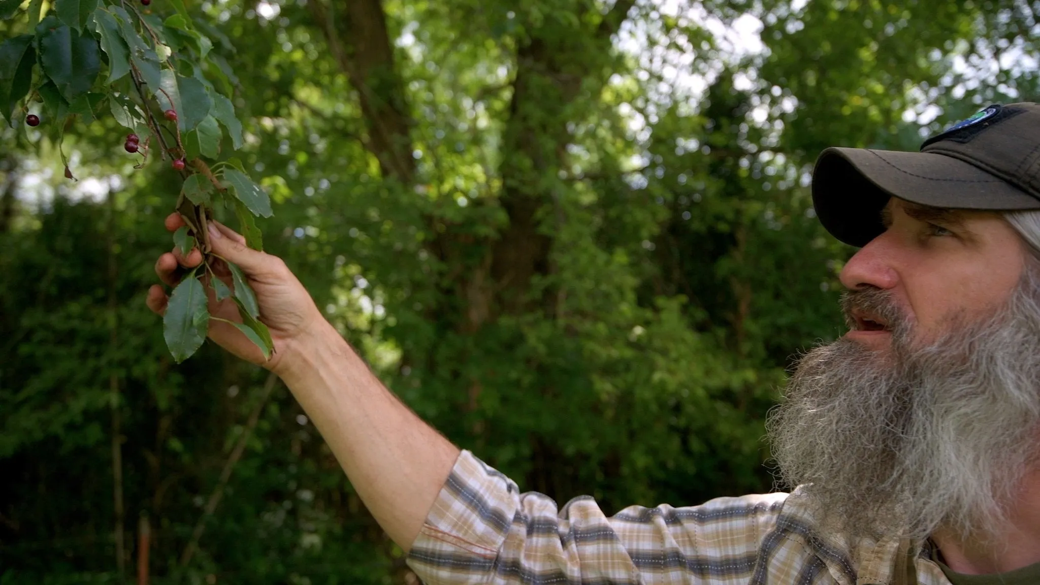 Into the Ozarks DVD   Free Streaming Limited Offer